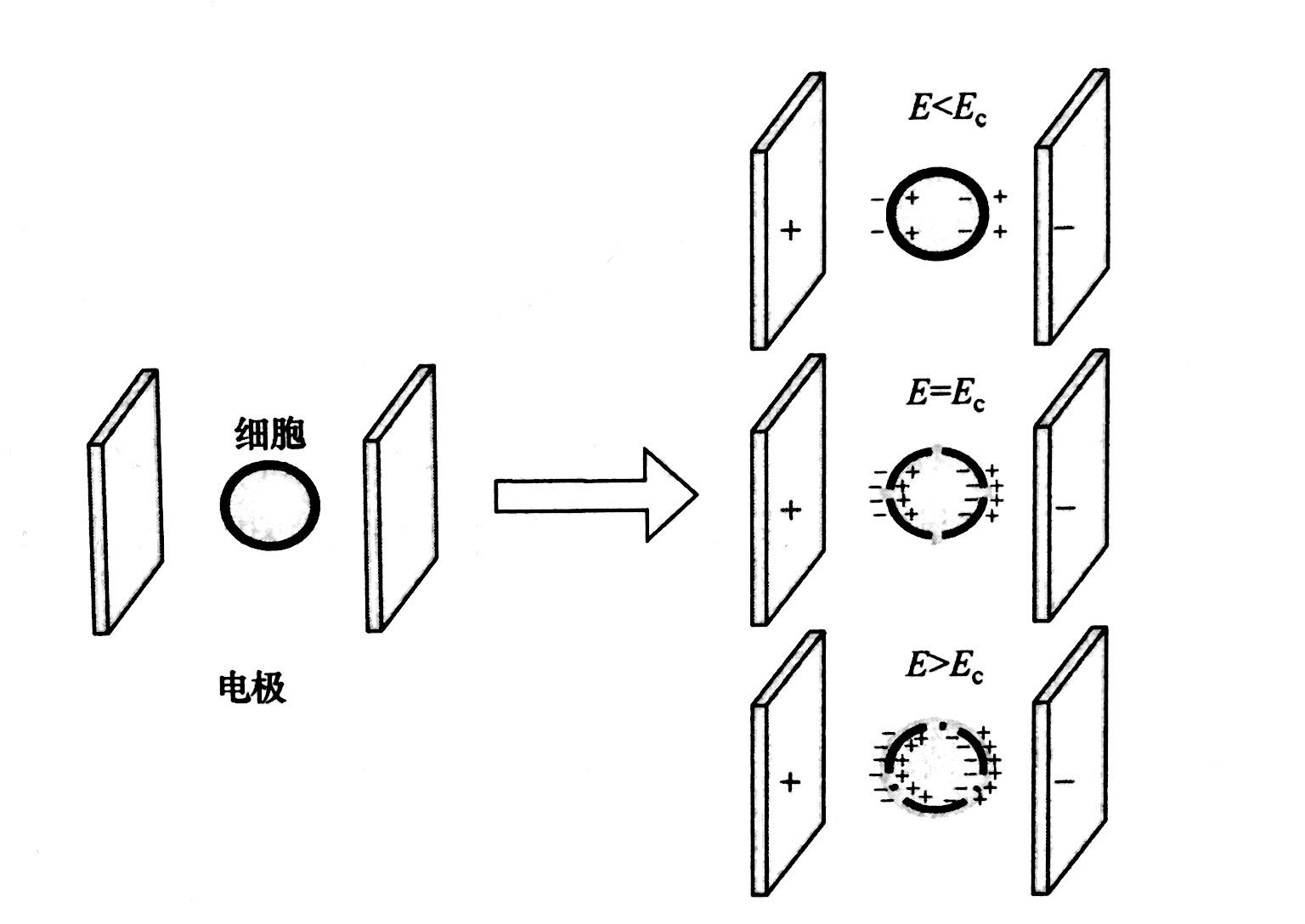 PEF等离子处理的基本原理和典型模型，普乐斯等离子体清洗机介绍