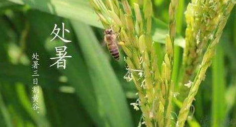 明日处暑,秋凉渐至-普乐斯等离子清洗机